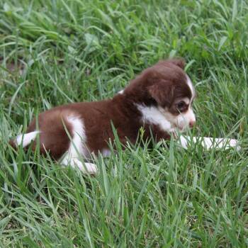 Lil Sneezy -  Beagle and Chihuahua Dog for Adoption in Mcpherson, Kansas - Lil Sneezy | PetCurious