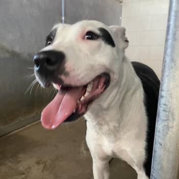 Staffordshire Bull Terrier Dogs Available for Adoption in Edinburg, Texas - Millie | PetCurious