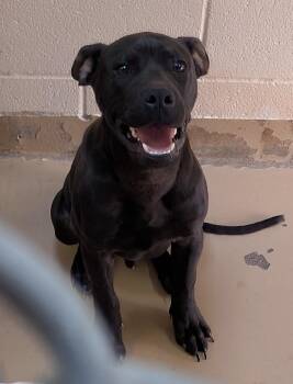 Pit Bull Terrier Dogs Available for Adoption - Slurry | PetCurious