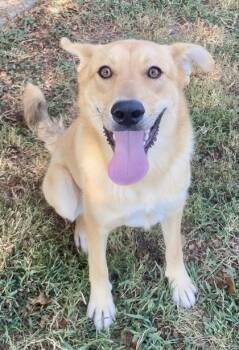 Rhina -  Shepherd Dog for Adoption in Glasgow, Kentucky - Rhina | PetCurious