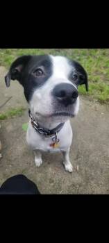 Rescue Mixed Breed Dogs for Adoption in Greenwood, Indiana - Mickey | PetCurious