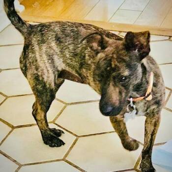 Molly -  Chiweenie Dog for Adoption in Houston, Texas - Molly | PetCurious