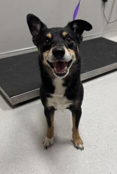 Ceelo -  Mixed Breed Dog for Adoption in Missoula, Montana - Ceelo | PetCurious