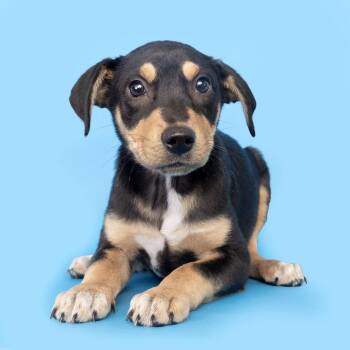 Mixed Breed Dogs Available for Adoption in Franklin, Tennessee - The Cranberries | PetCurious