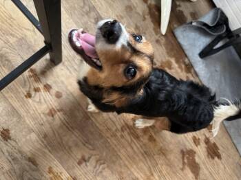 Rescue Chihuahua Dogs for Adoption in Watertown, Connecticut - Holt | PetCurious