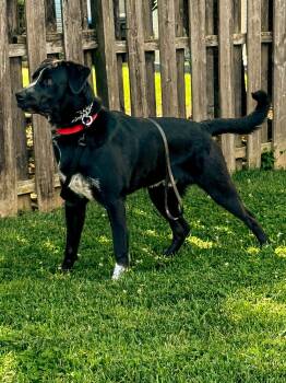 Rocky -  Labrador Retriever Dog for Adoption in Warrington, Pennsylvania - Rocky | PetCurious