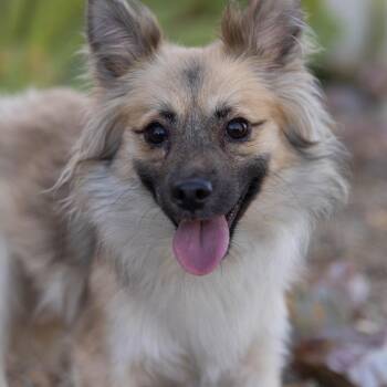 Lobita -  Chihuahua Dog Available for Adoption in Palm Springs, California - Lobita | PetCurious