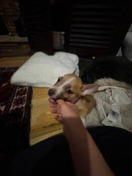 Carlito -  Chihuahua Dog for Adoption in Parker, Colorado - Carlito | PetCurious