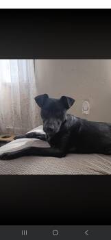 Black Labrador Retriever Dogs Available for Adoption in Hackettstown, New Jersey - POSEY | PetCurious