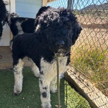 Standard Poodle Dogs Available for Adoption in Agua Dulce, California - Hermes | PetCurious