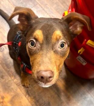 Romeo -  Australian Kelpie Dog for Adoption in Lafayette, California - Romeo | PetCurious