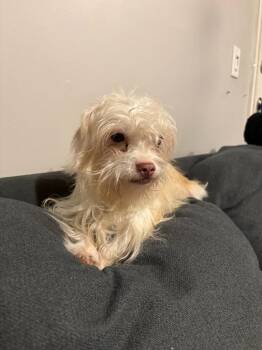 Shih Tzu Dogs Available for Adoption - Junior | PetCurious