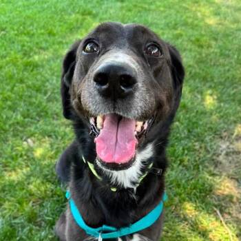 Bubble -  Mixed Breed Dog for Adoption in Murray, Utah - Bubble | PetCurious