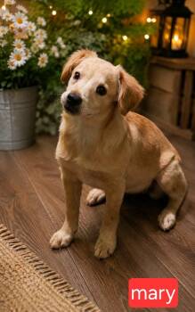 Mary -  Spaniel Dog for Adoption in Fort Worth, Texas - Mary | PetCurious