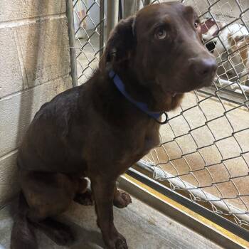 Rouger -  Chocolate Labrador Retriever Dog for Adoption in Butler, Kentucky - Rouger | PetCurious
