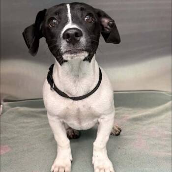 FOSTER NEEDED - Maisie -  Chihuahua and Dachshund Dog for Adoption - FOSTER NEEDED - Maisie | PetCurious