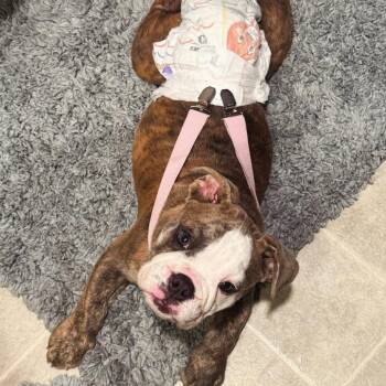 Libby -  English Bulldog Dog for Adoption in Escondido, California - Libby | PetCurious