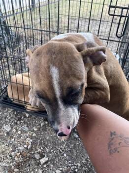BEN -  Mixed Breed Dog for Adoption in Dallas, Texas - BEN | PetCurious
