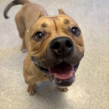 Sookie -  Mixed Breed Dog for Adoption in Lansing, Michigan - Sookie | PetCurious