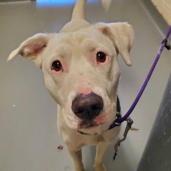 Milo -  Mixed Breed Dog for Adoption in Asheville, North Carolina - Milo | PetCurious