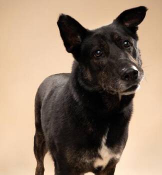 Mixed Breed Dogs Available for Adoption in Fort Worth, Texas - Bullwinkle | PetCurious