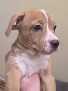 Mixed Breed Dogs Available for Adoption in Wayne, New Jersey - Poppy | PetCurious