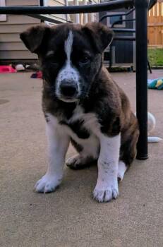 Labrador Retriever and Shepherd Dogs Available for Adoption - Posey | PetCurious