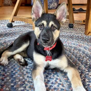 Rio -  Shepherd Dog for Adoption in Shakopee, Minnesota - Rio | PetCurious