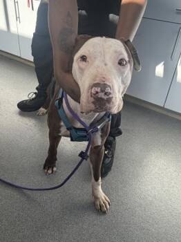 Mixed Breed Dogs Available for Adoption in West Chester, Pennsylvania - Legend | PetCurious