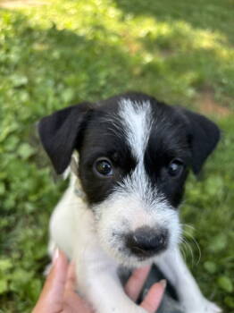 Rescue Fox Terrier Dogs for Adoption in Herndon, Virginia - Chili | PetCurious