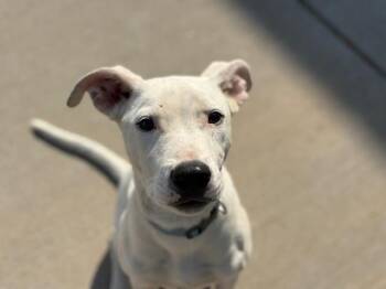 Pit Bull Terrier and Mixed Breed Dogs Available for Adoption - HAZELL | PetCurious