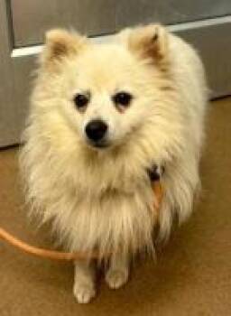 Pomeranian Dogs Available for Adoption in Milton, Georgia - Kai Floof | PetCurious