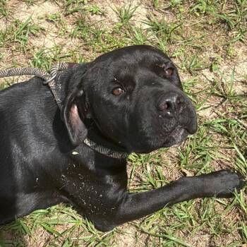 Beretta -  Mixed Breed Dog for Adoption in Milton, Florida - Beretta | PetCurious