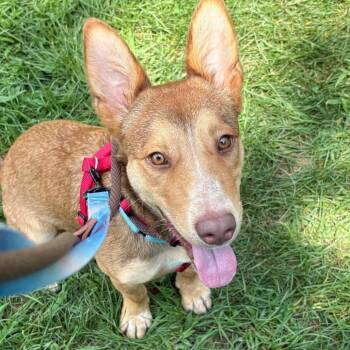 Chappy -  Mixed Breed Dog for Adoption in Westhampton, New York - Chappy | PetCurious