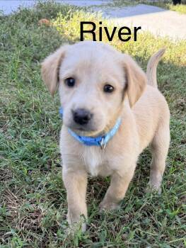 River -  Labradoodle Dog for Adoption in Pawleys Island, South Carolina - River | PetCurious