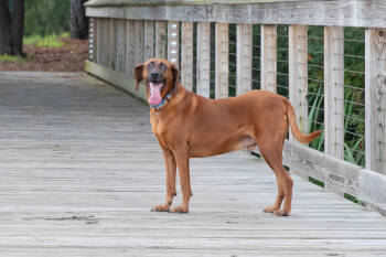 Rescue Redbone Coonhound and Hound Dogs for Adoption in Charleston, South Carolina - Bruno | PetCurious