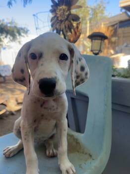 Willow -  Beagle Dog for Adoption in Apple Valley, California - Willow | PetCurious