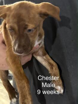 Chester -  Australian Cattle Dog Blue Heeler and Labrador Retriever Dog for Adoption in Lakewood Ranch, Florida - Chester | PetCurious