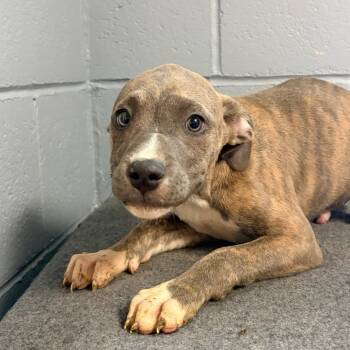 Devens -  Pit Bull Terrier Dog for Adoption in Belleville, Illinois - Devens | PetCurious
