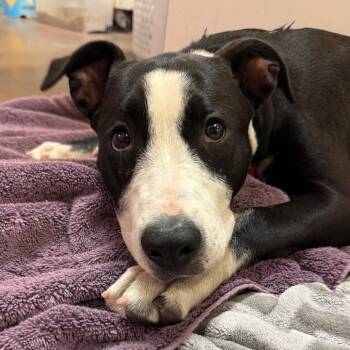 Sif - Butler campus -  Pit Bull Terrier and Mixed Breed Dog for Adoption in Flagstaff, Arizona - Sif - Butler Campus | PetCurious