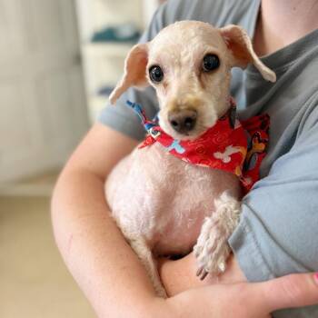 Miniature Poodle Dogs Available for Adoption in Cumming, Georgia - Dupree 22298 | PetCurious