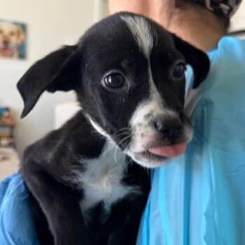 Terrier and Mixed Breed Dogs Available for Adoption - Heidi | PetCurious