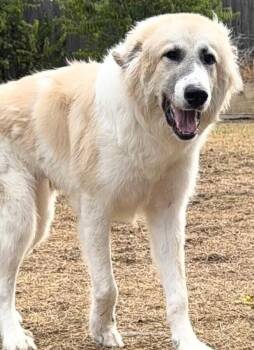 Max - Pyranees Mix -  Great Pyrenees Dog for Adoption in Dallas, Texas - Max - Pyranees Mix | PetCurious
