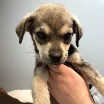 Opal -  Mixed Breed Dog for Adoption in North Battleford, Saskatchewan - Opal | PetCurious