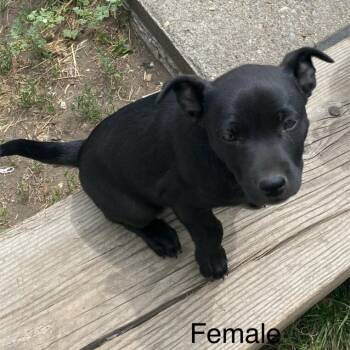 Triceratops -  Cattle Dog and Mixed Breed Dog for Adoption in Tacoma, Washington - Triceratops | PetCurious