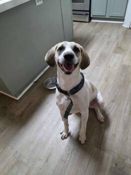 Hound and Terrier Dogs Available for Adoption in Houston, Texas - Puppers | PetCurious