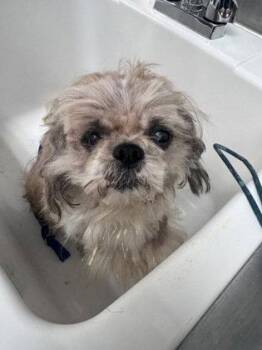 Shih Tzu Dogs Available for Adoption in Oakland, California - Cottonball | PetCurious