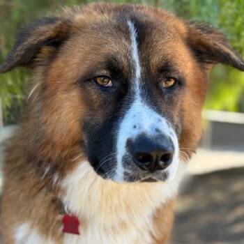 Rescue Shepherd and Saint Bernard Dogs for Adoption in San Diego, California - Tyrone | PetCurious