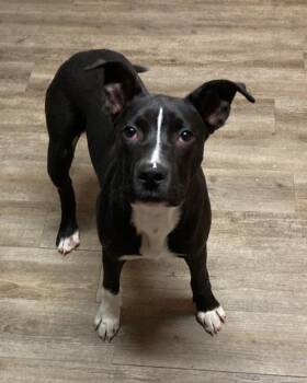 Labrador Retriever and American Bully Dogs Available for Adoption - Bennett | PetCurious