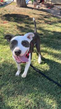 Marky mark -  Pit Bull Terrier Dog for Adoption in Lincoln, California - Marky Mark | PetCurious
